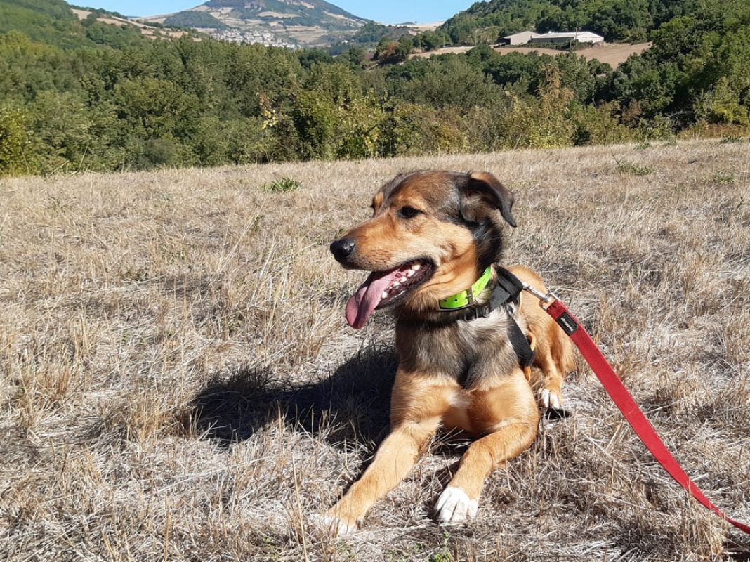 Louba - Chien Berger à adopter - photo 4