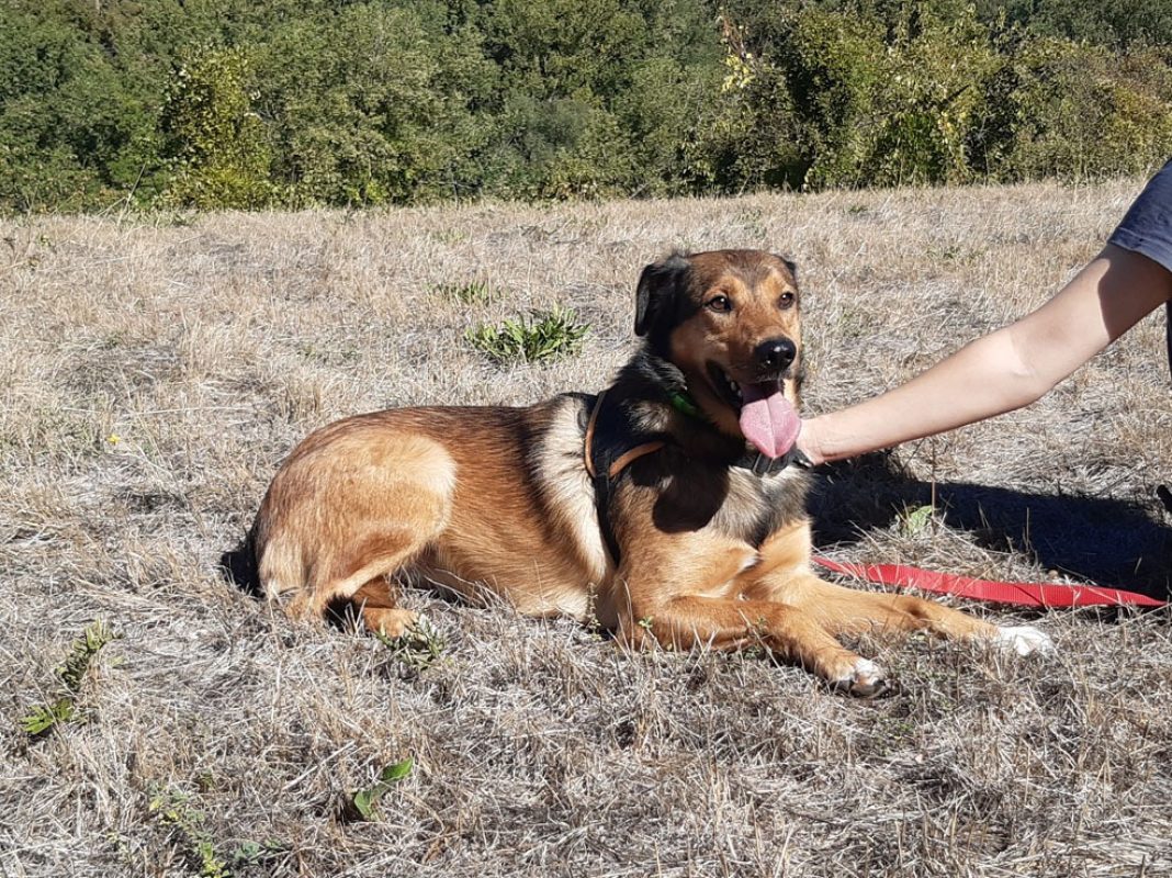 Louba - Chien Berger à adopter - photo 5