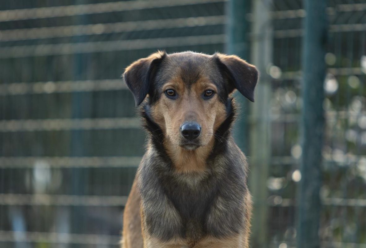 Louba - Chien Berger à adopter - photo 6