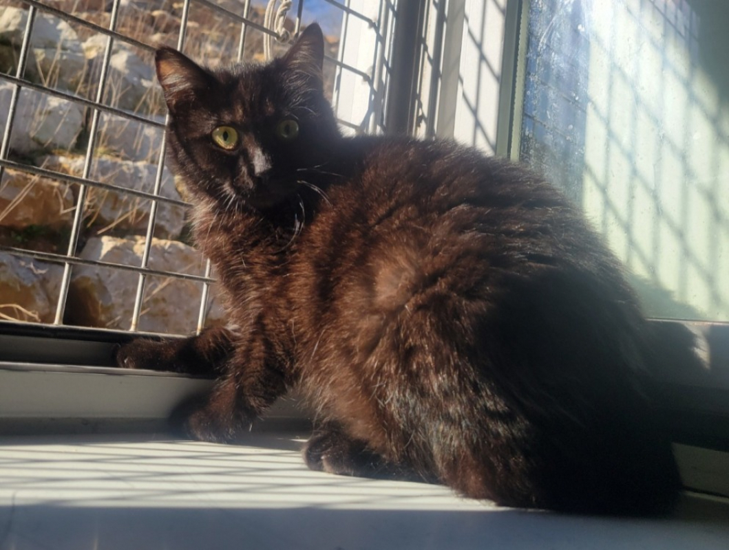 Photo #1 de Ponponette