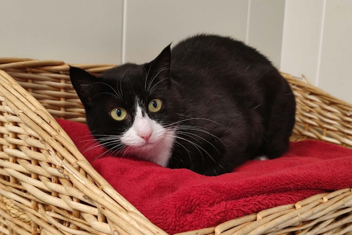 Petite maman - Chat Européen à adopter
