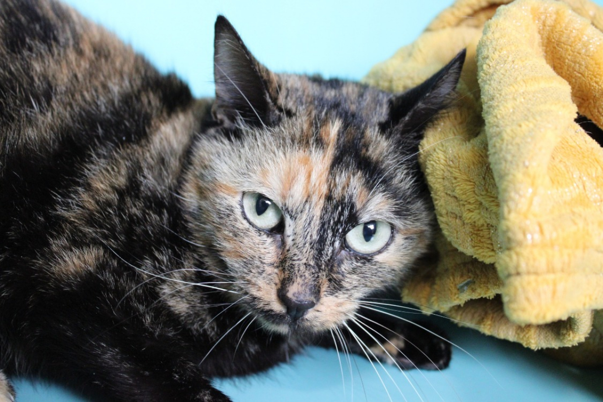 Photo de Mouette-mouette