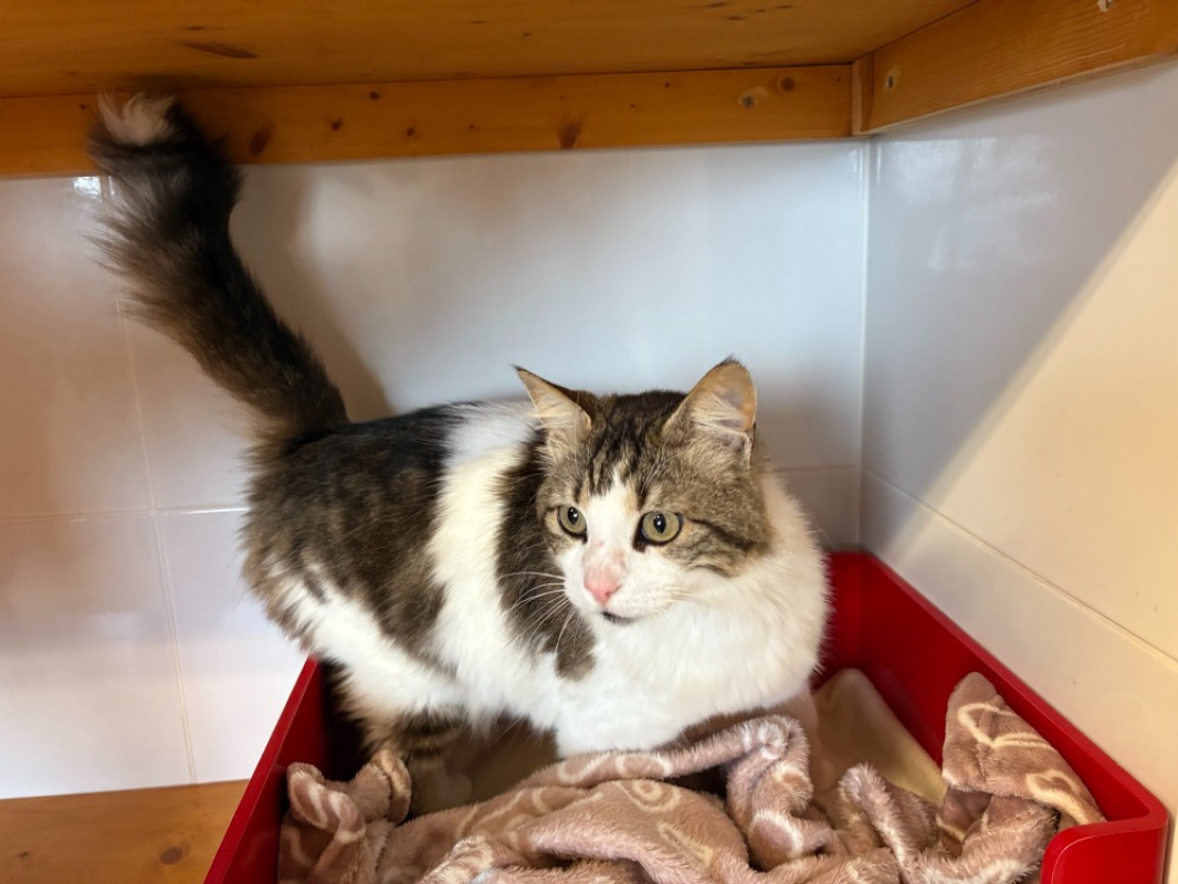 Photo #2 de Mimounet