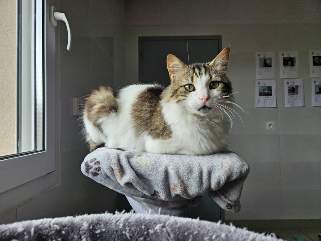 Photo #1 de Mimounet