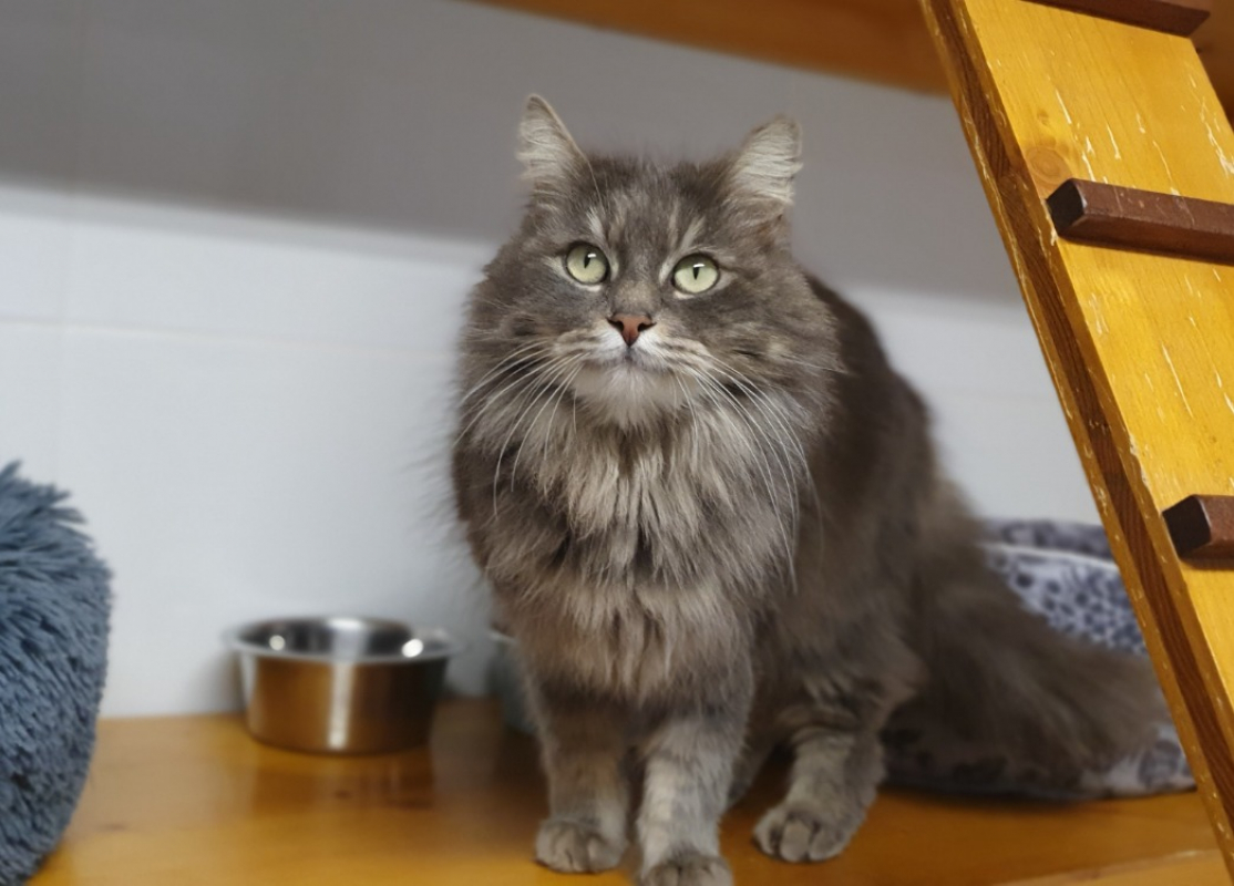 Photo #1 de Pensé *reservé*