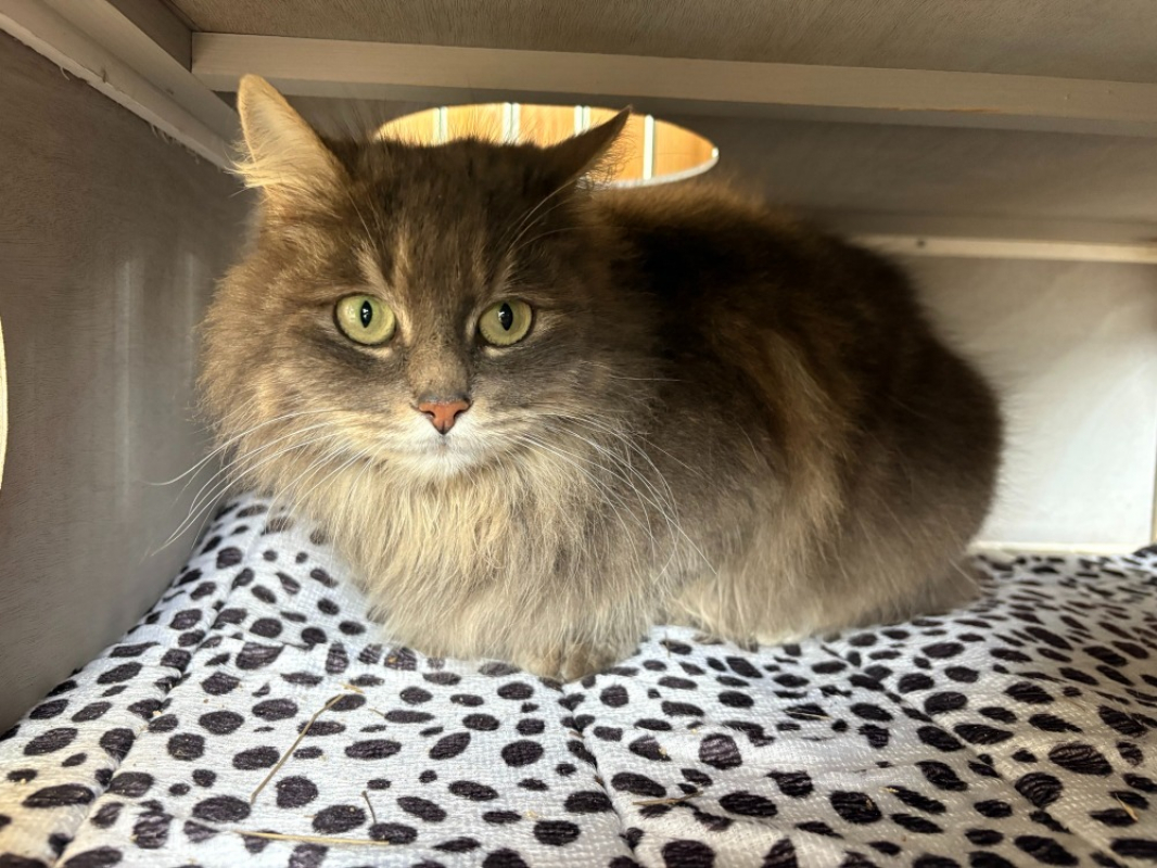 Photo #2 de Pensé *reservé*