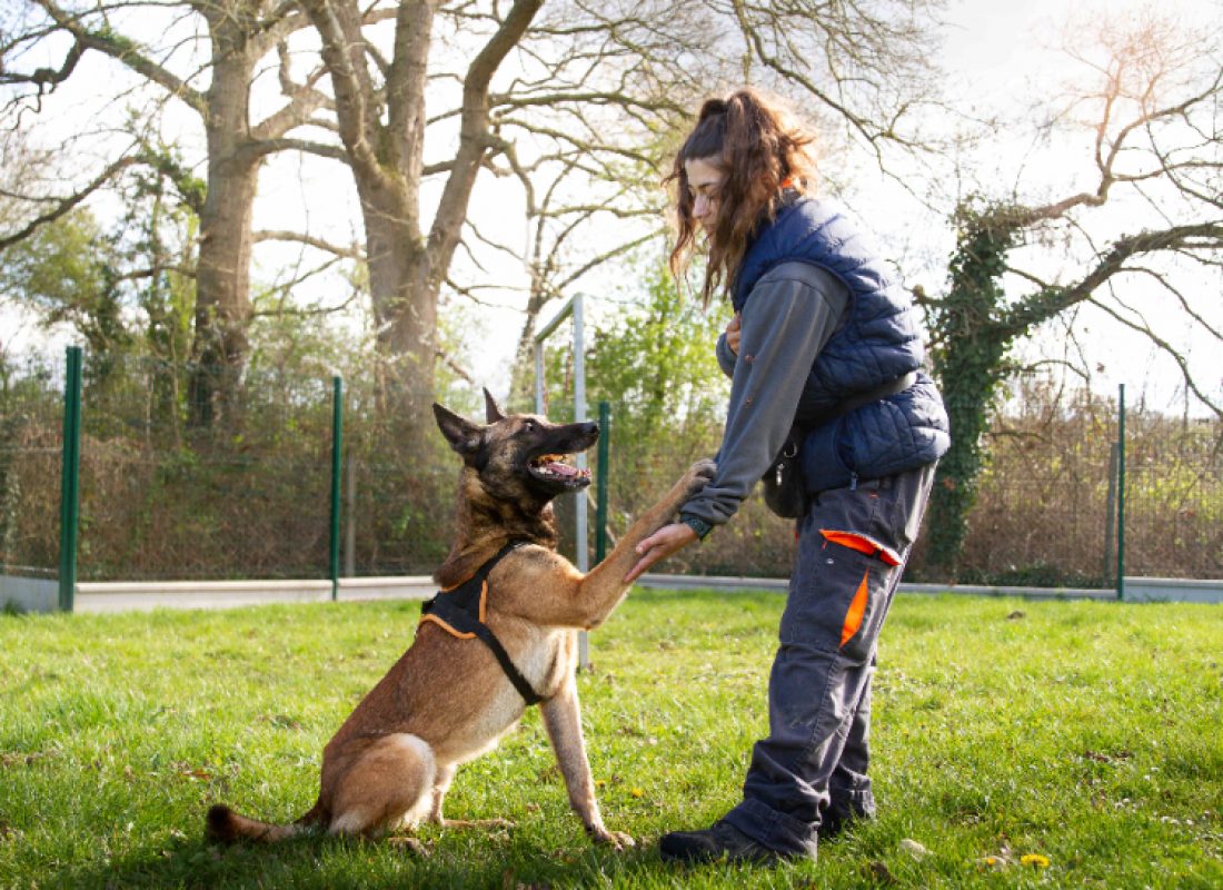 Oaa scan - Chien Berger Belge Malinois à adopter - photo 6