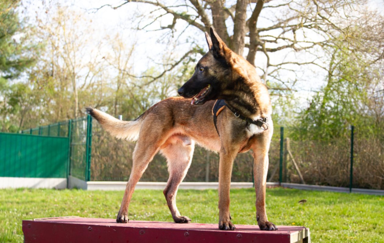 Oaa scan - Chien Berger Belge Malinois à adopter - photo 7