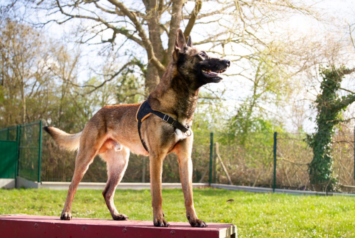Oaa scan - Chien Berger Belge Malinois à adopter - photo 8