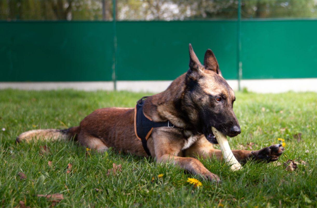 Oaa scan - Chien Berger Belge Malinois à adopter - photo 9