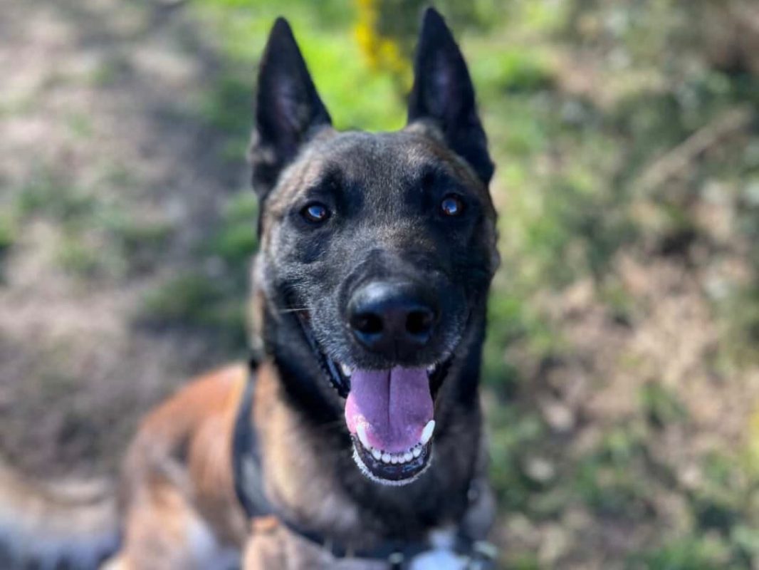 Oaa scan - Chien Berger Belge Malinois à adopter - photo 10