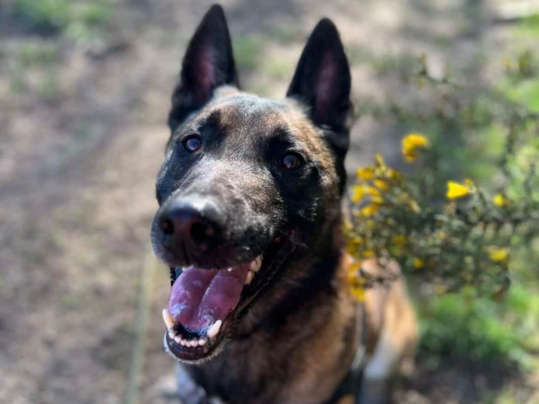 Oaa scan - Chien Berger Belge Malinois à adopter - photo 11