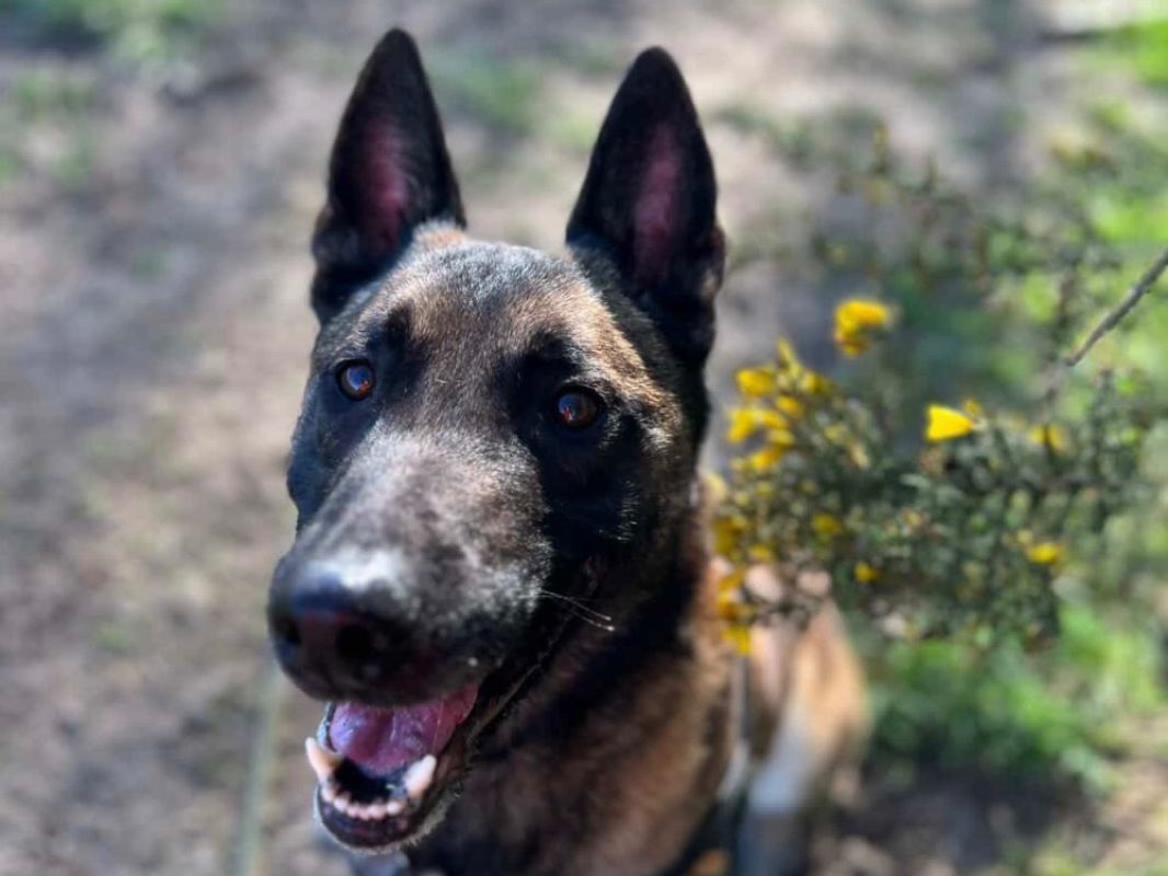 Oaa scan - Chien Berger Belge Malinois à adopter - photo 12