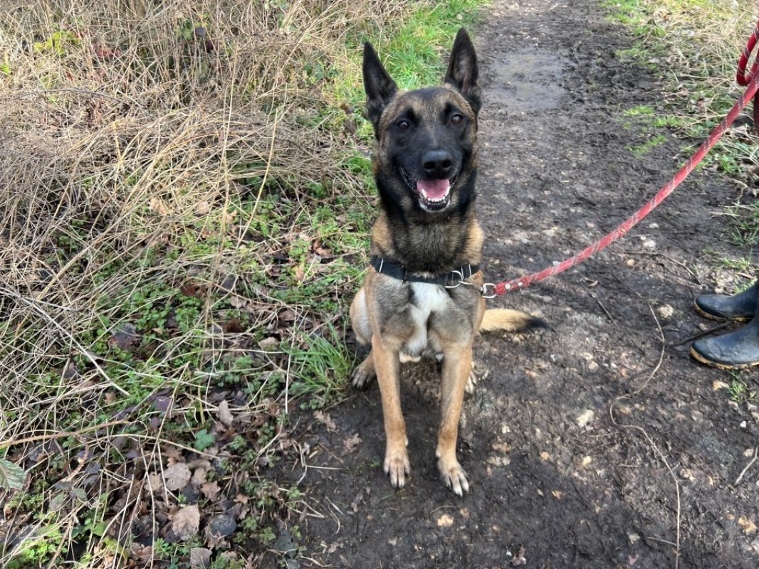 Oaa scan - Chien Berger Belge Malinois à adopter - photo 13