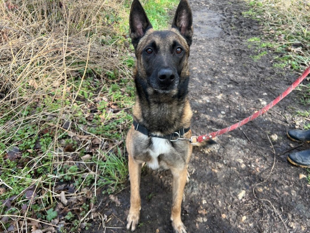 Oaa scan - Chien Berger Belge Malinois à adopter - photo 14