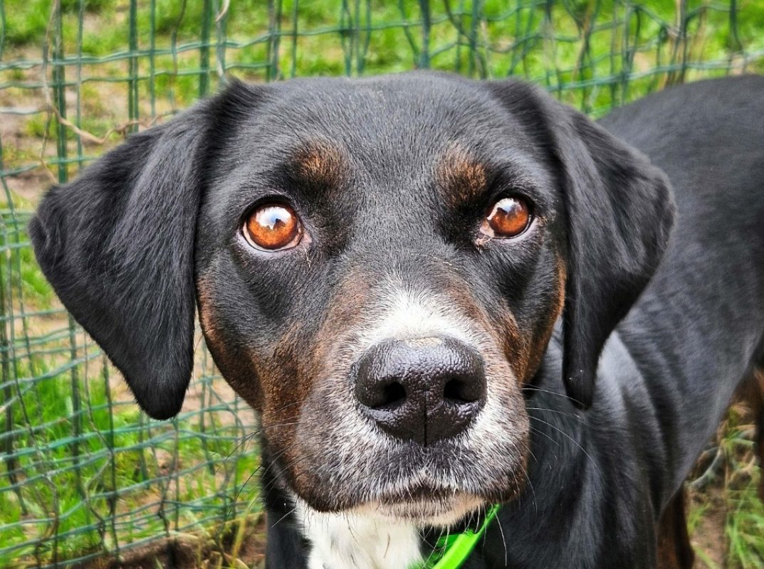 Pataya - Chien à adopter