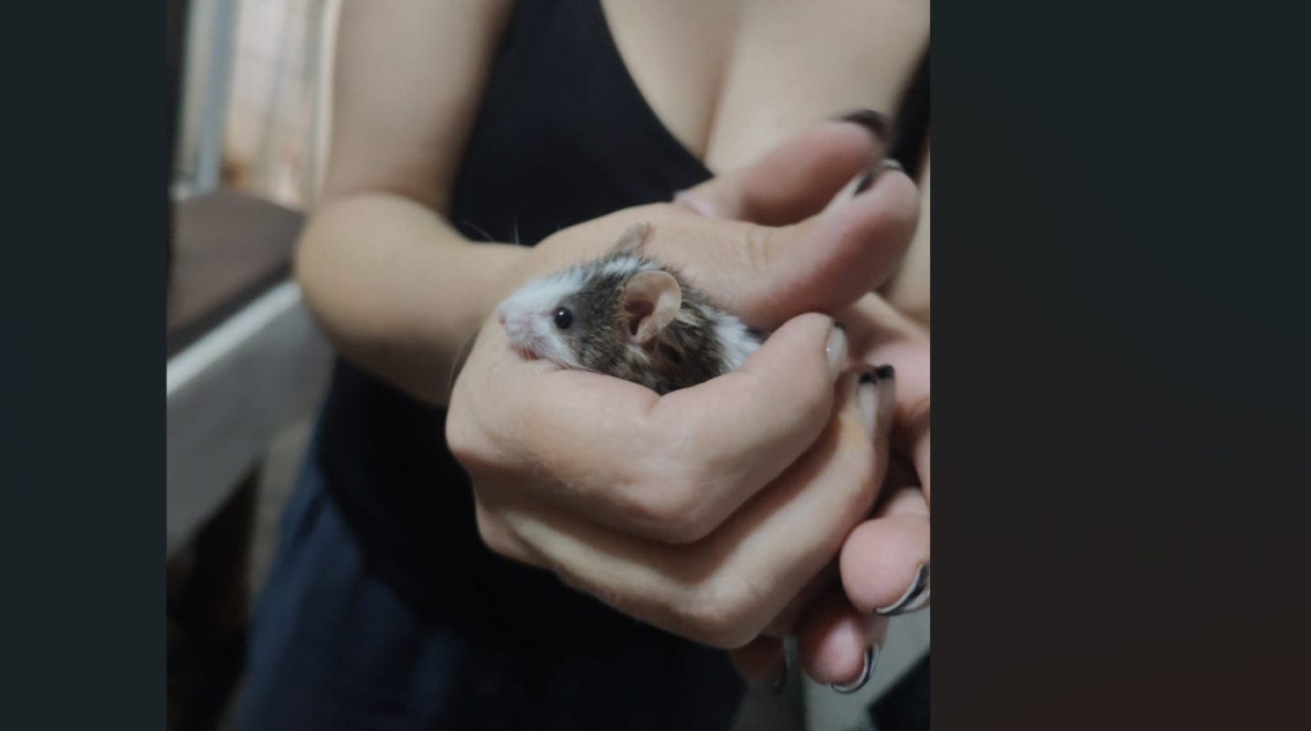 BonsaÏ - Rongeur Souris à adopter