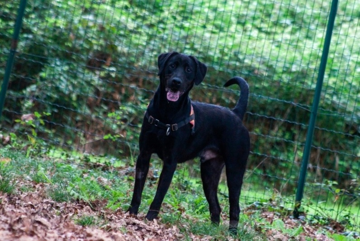 Photo #4 de Bagherra