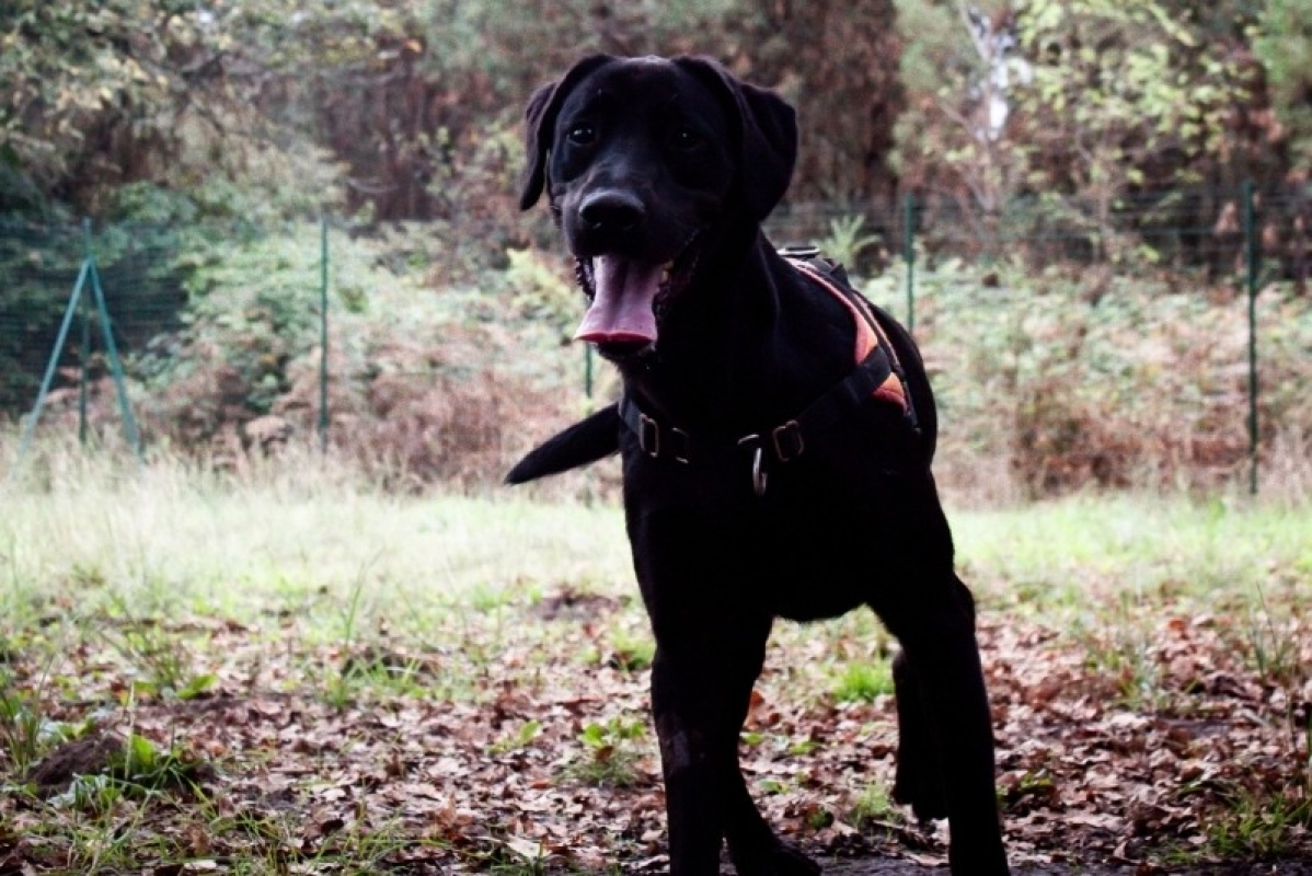 Photo #2 de Bagherra