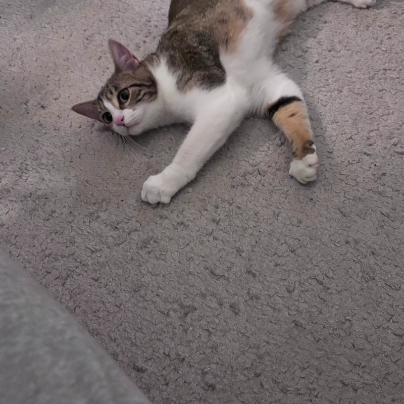 Photo de Jazz