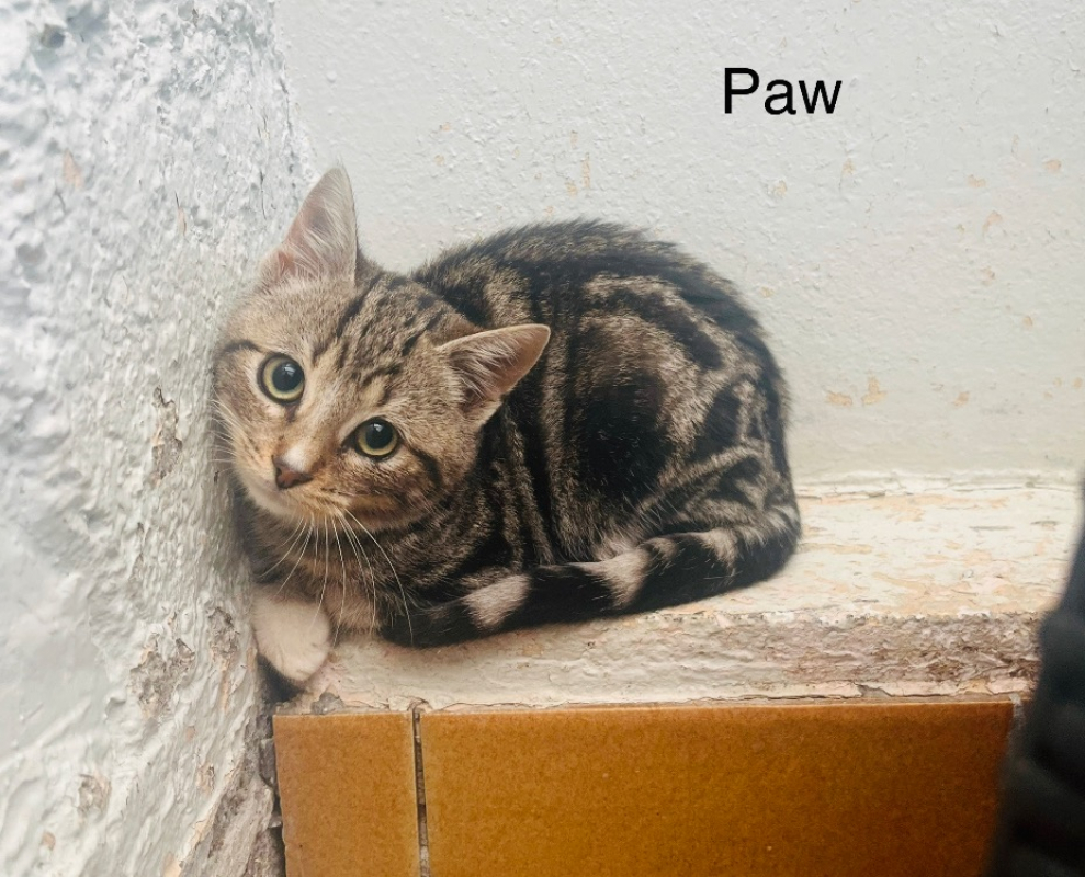Photo de Paw