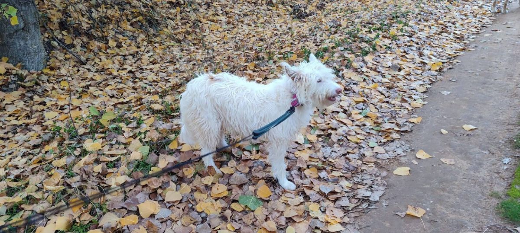 Photo #1 de YUKI 4 ans, Podenca Campanera