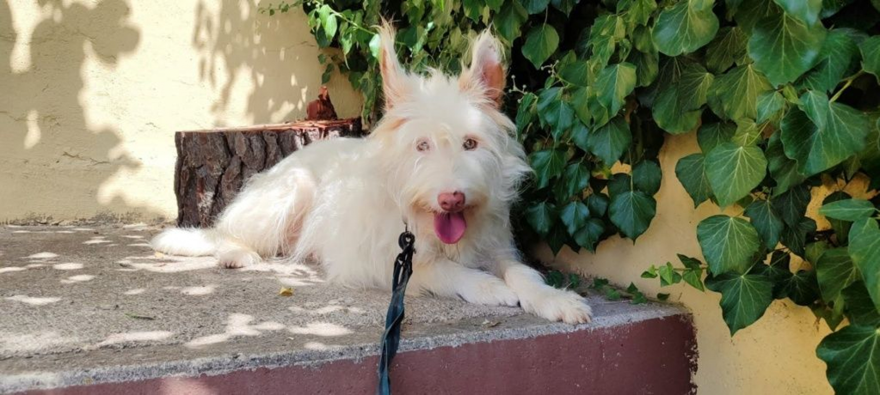 Photo #3 de YUKI 4 ans, Podenca Campanera