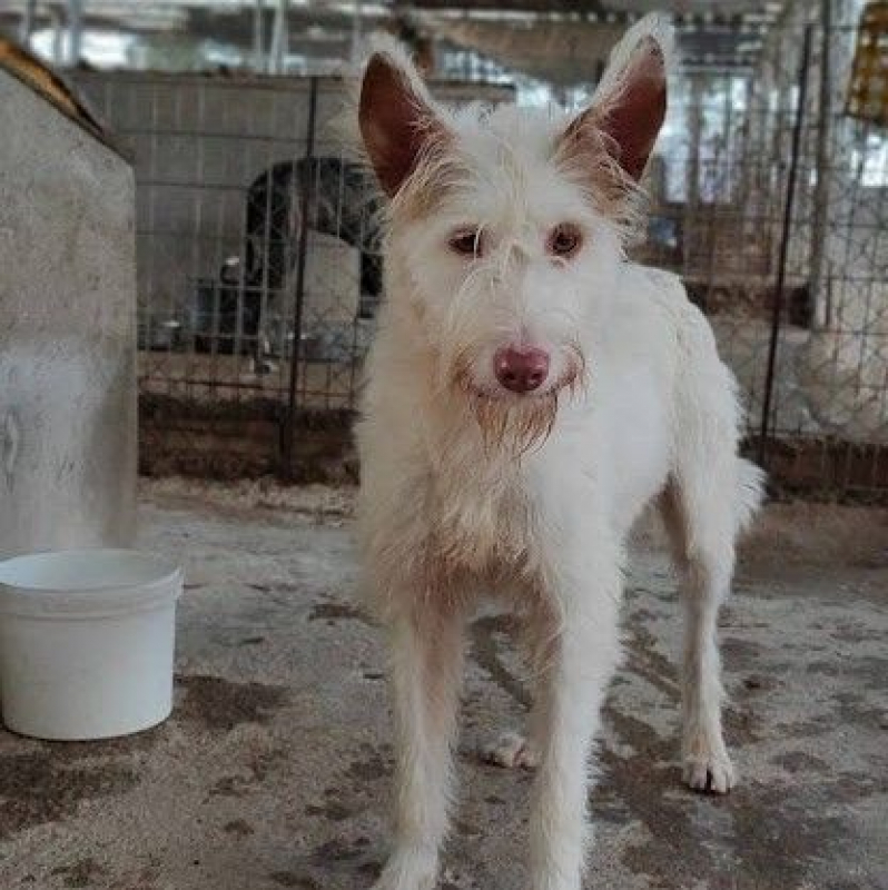 Photo #4 de YUKI 4 ans, Podenca Campanera