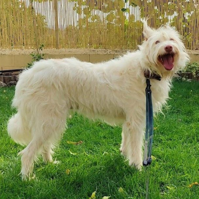 Photo #5 de YUKI 4 ans, Podenca Campanera