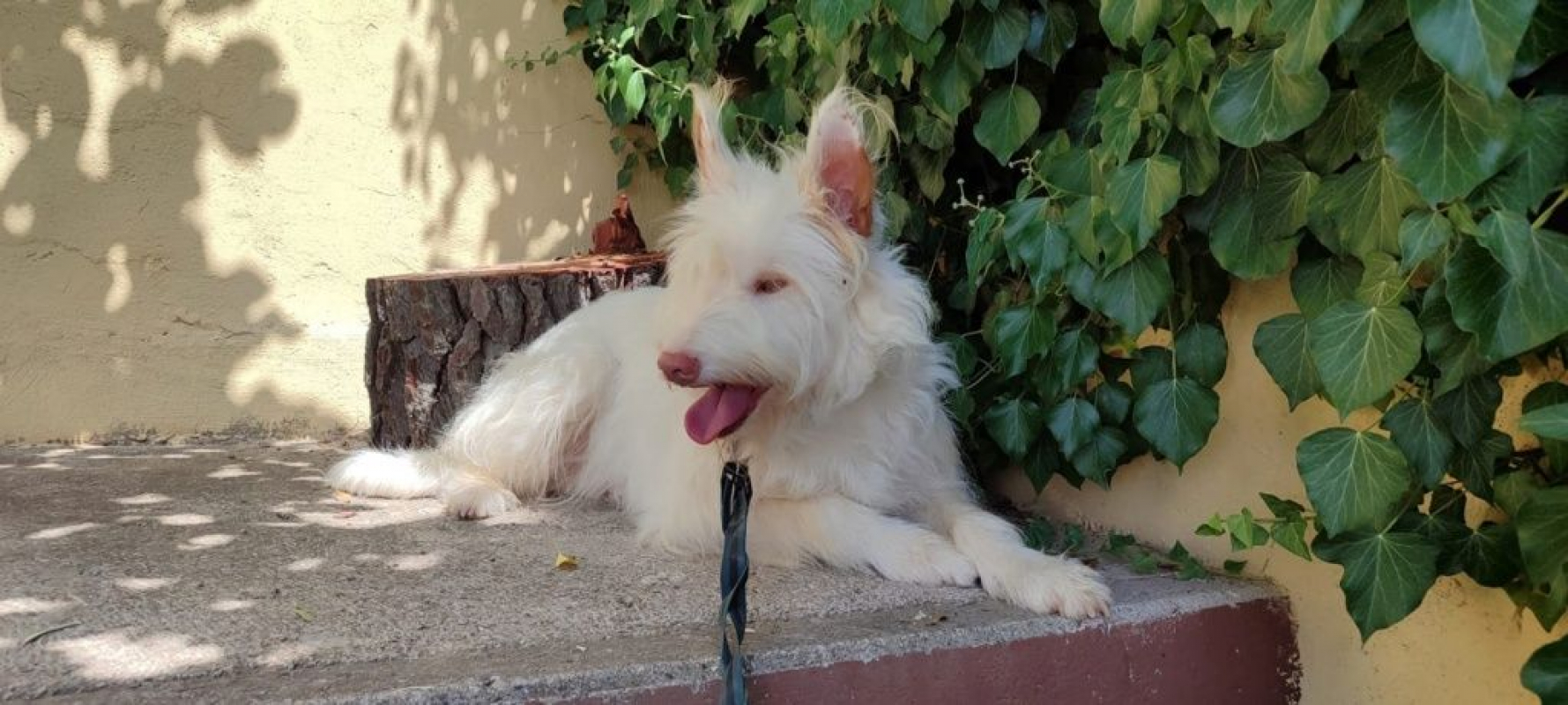 Photo #6 de YUKI 4 ans, Podenca Campanera