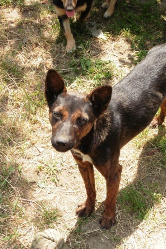 Thora - Chien à adopter - photo 11