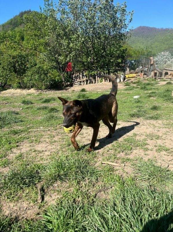 Thora - Chien à adopter - photo 10