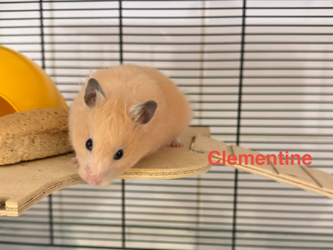 Photo de Clémentine
