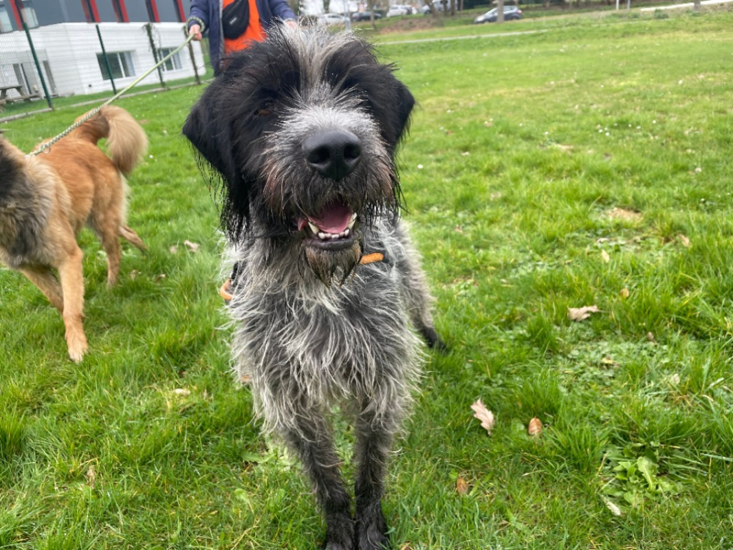 Photo #1 de Sherlock