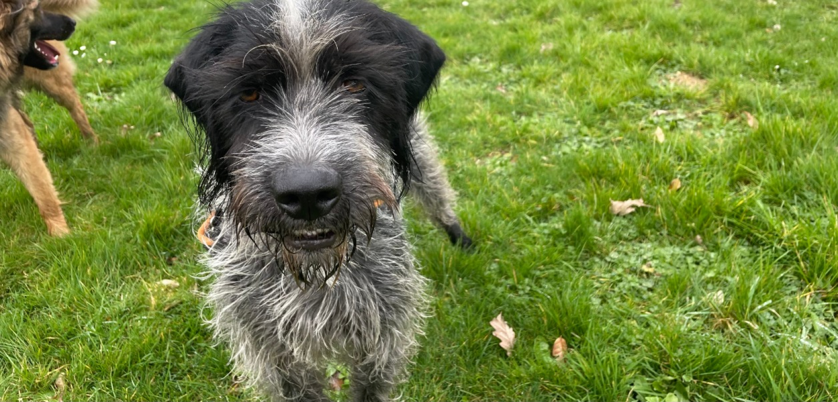 Photo #4 de Sherlock promis