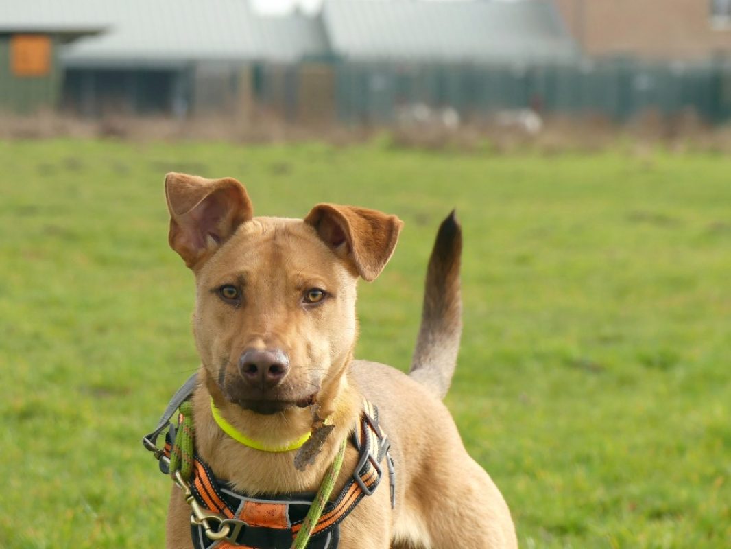 Milo - Chien à adopter