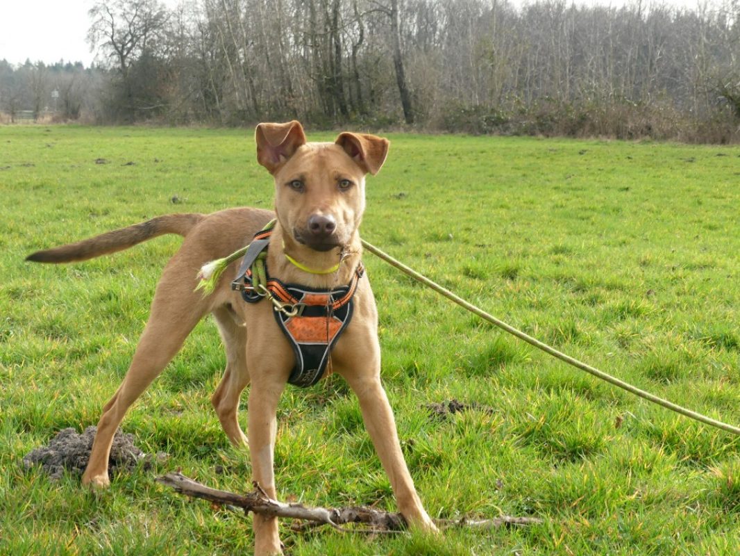 Milo - Chien à adopter - photo 2