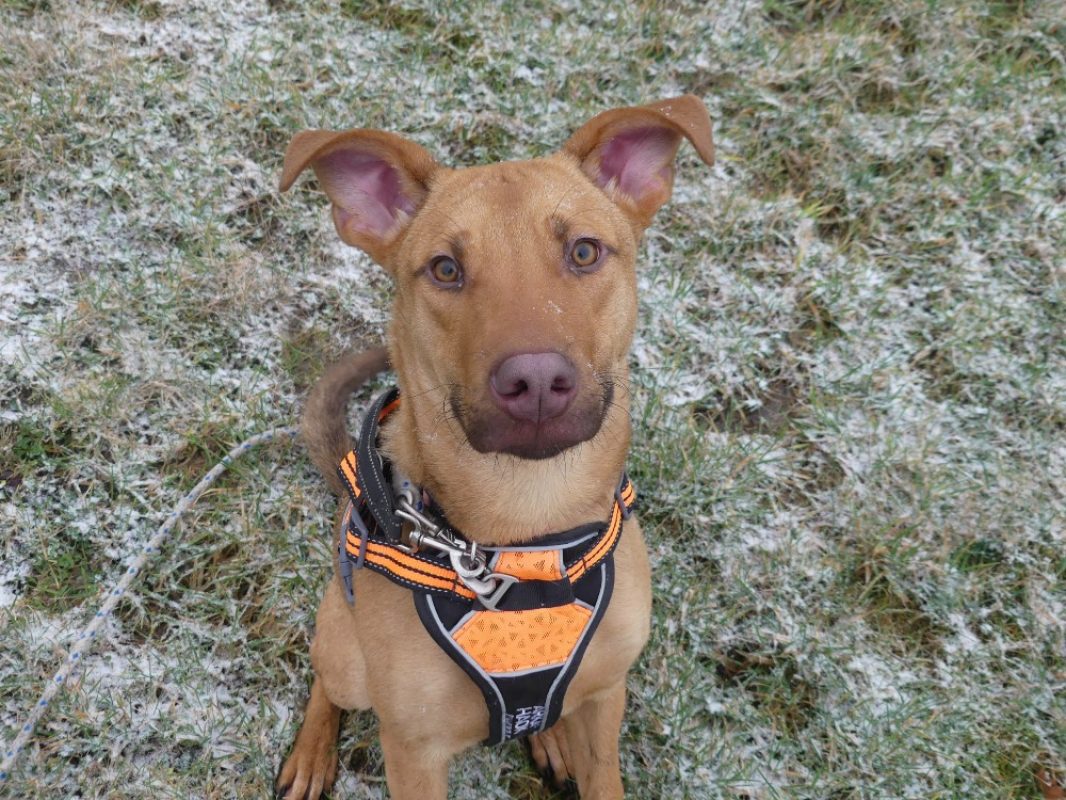Milo - Chien à adopter - photo 3