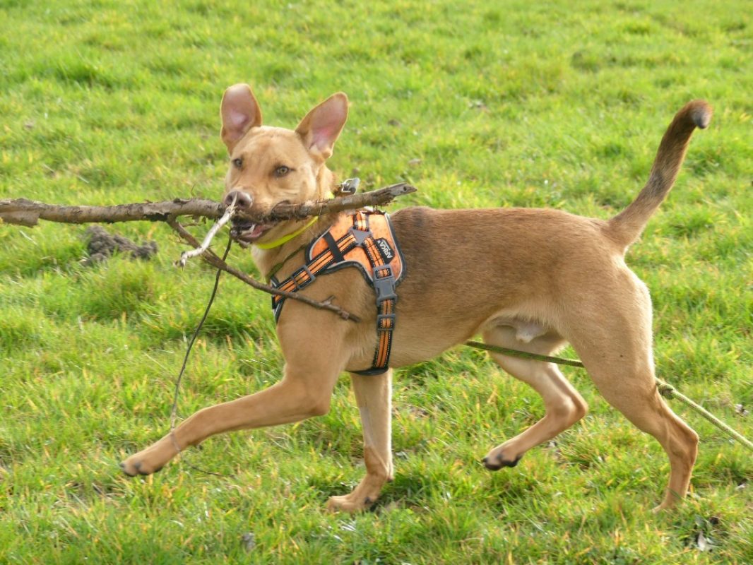 Milo - Chien à adopter - photo 4