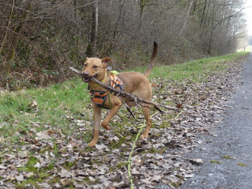 Milo - Chien à adopter - photo 5