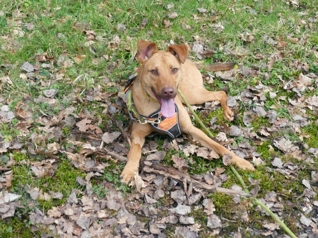 Milo - Chien à adopter - photo 6