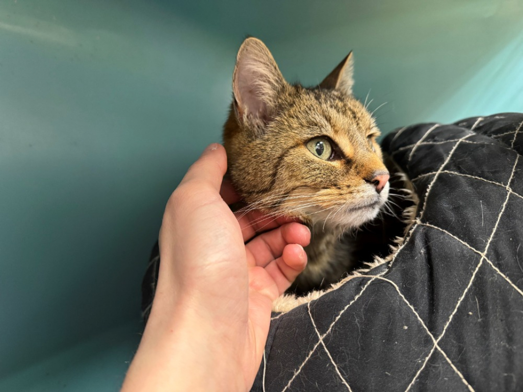 Photo #1 de Gaufrette