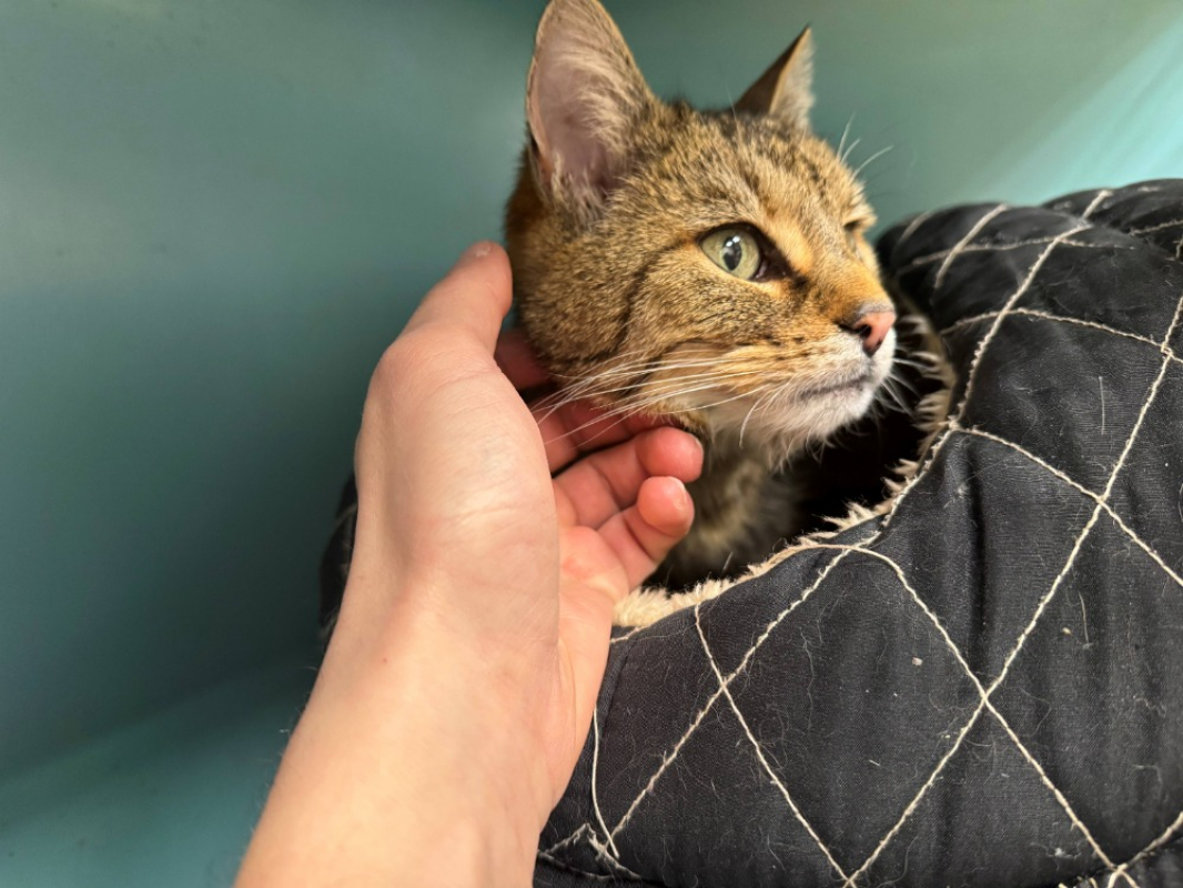 Photo #2 de Gaufrette