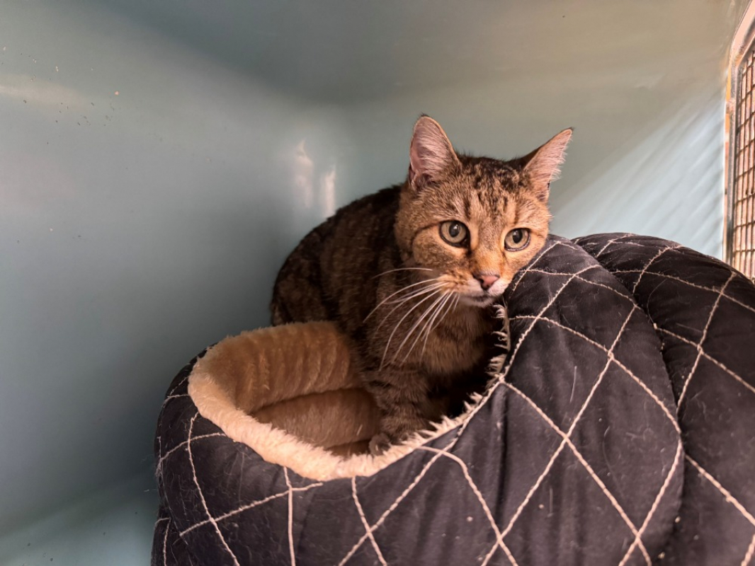 Photo #3 de Gaufrette