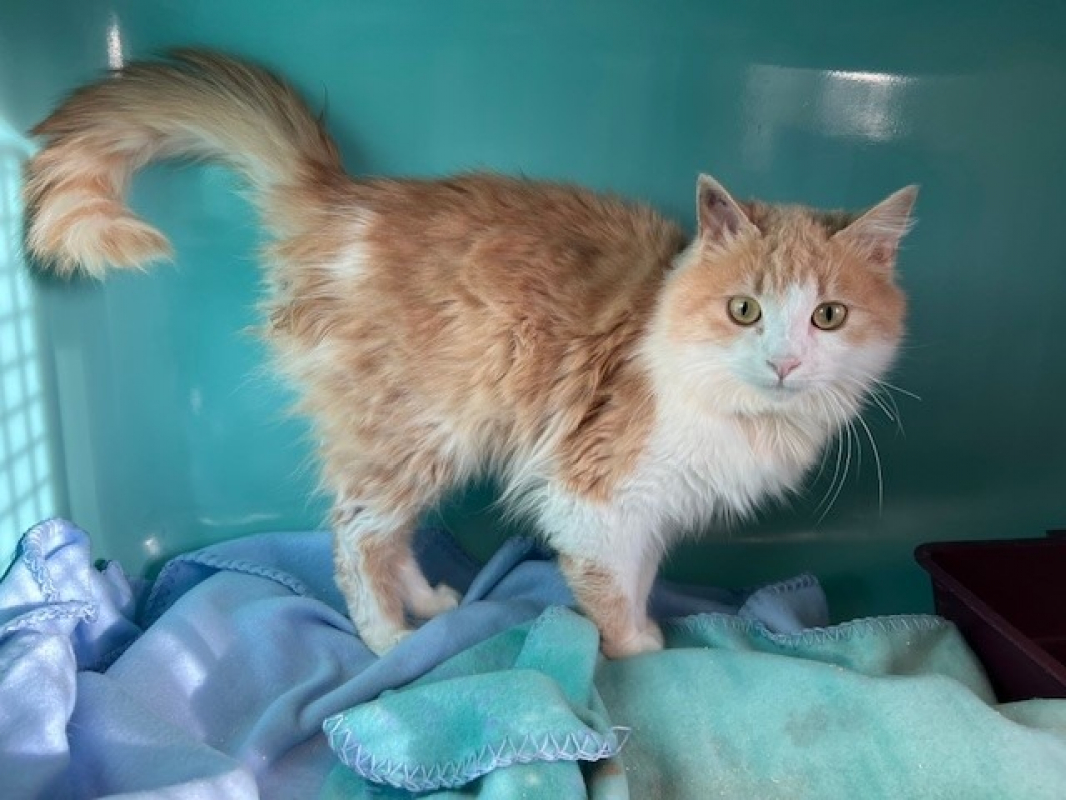 Photo de Corn flakes