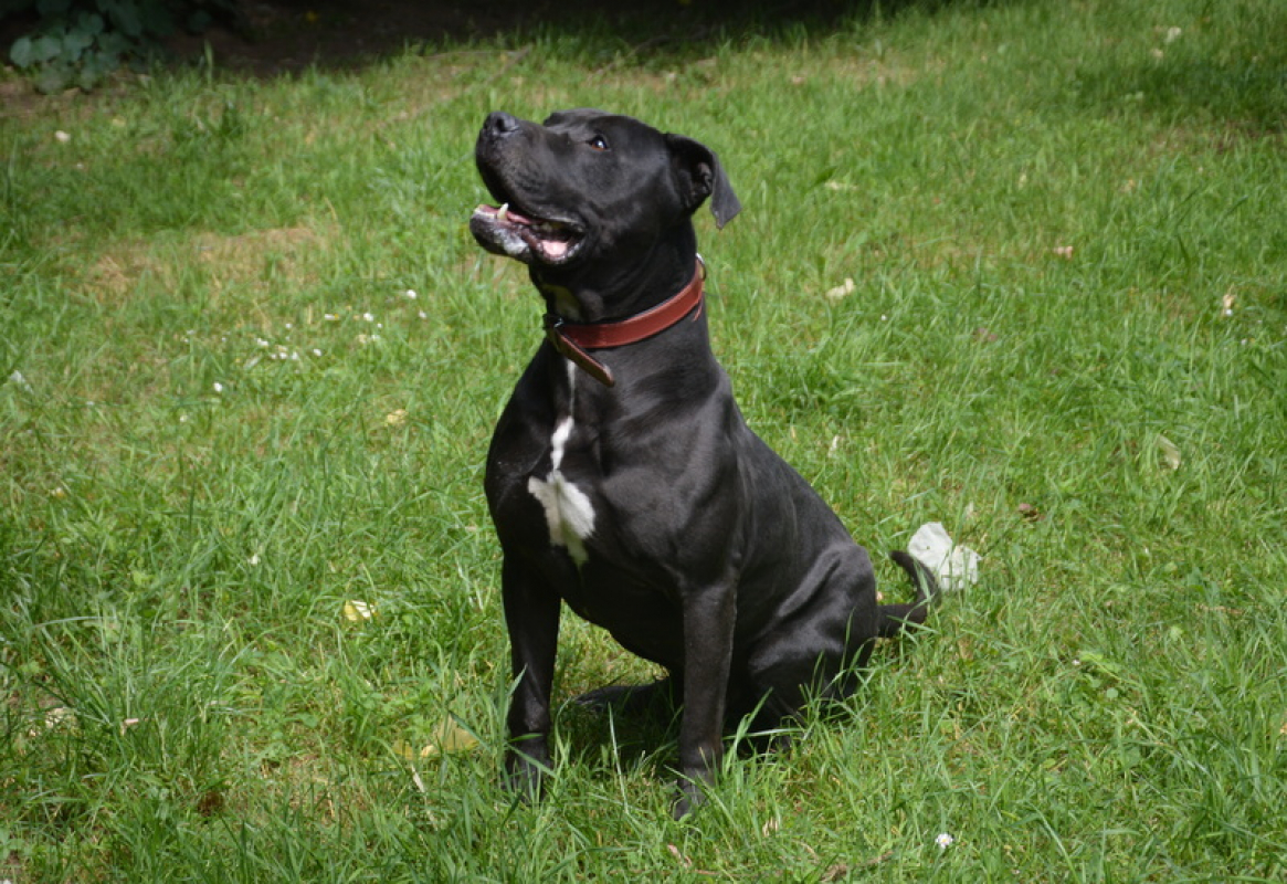 Photo #6 de Kiwi