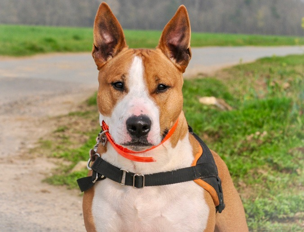 Photo #1 de Skittles