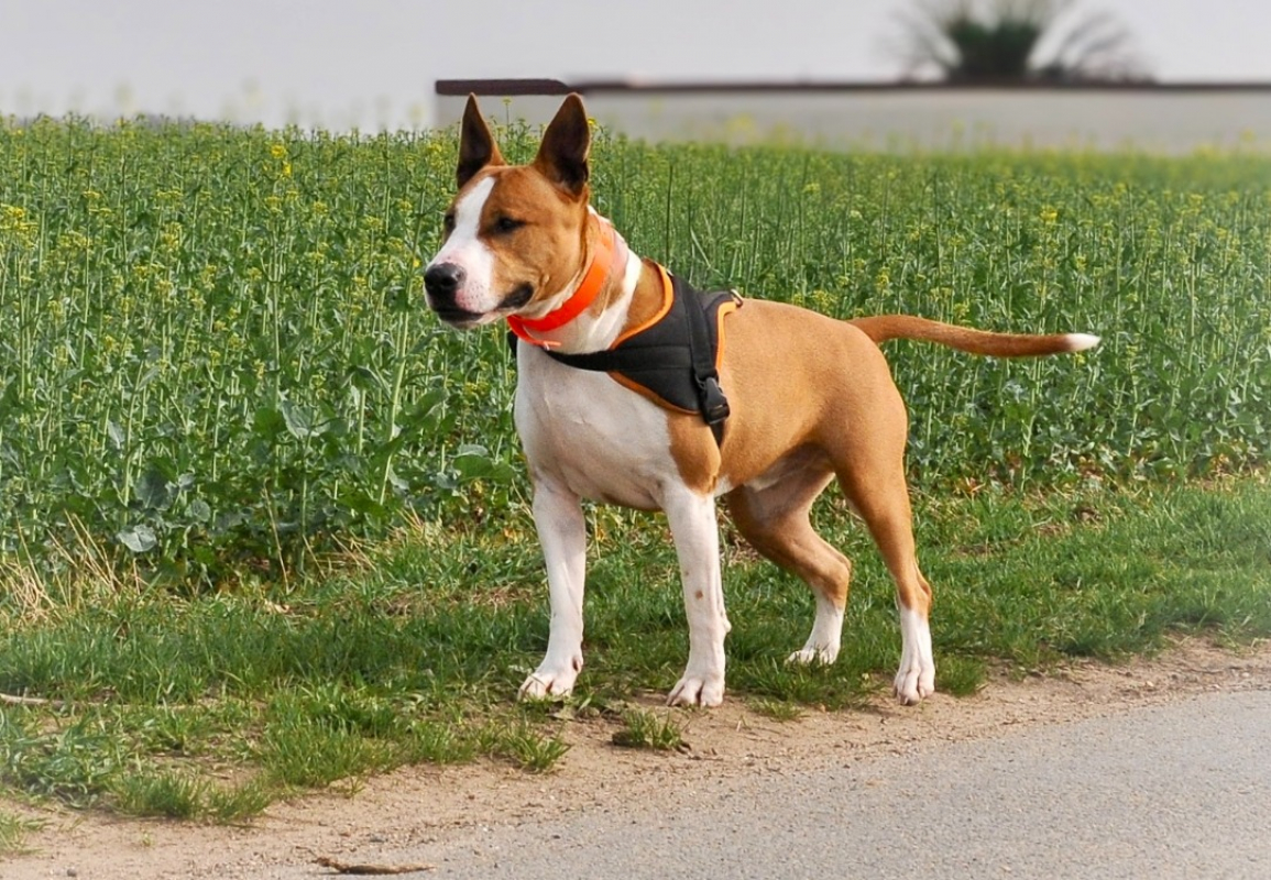 Photo #2 de Skittles