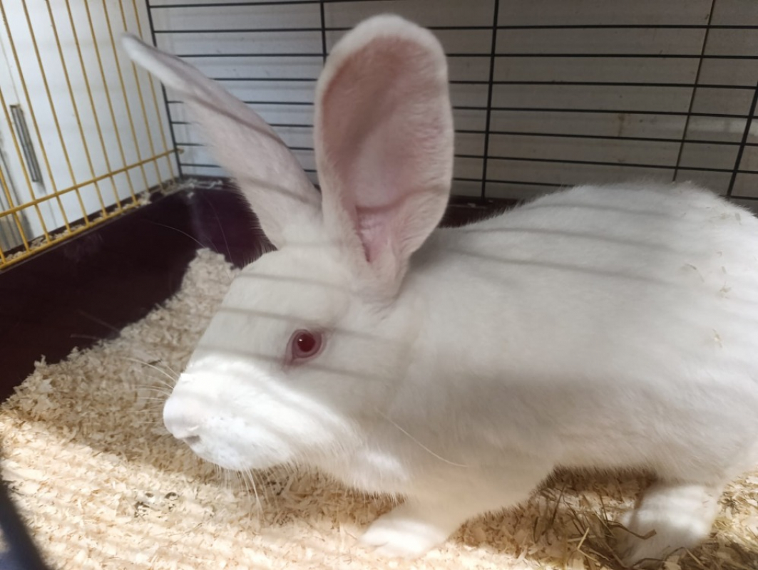 Photo de Pan pan réservé