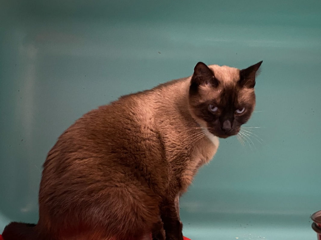 Photo de Cannelle